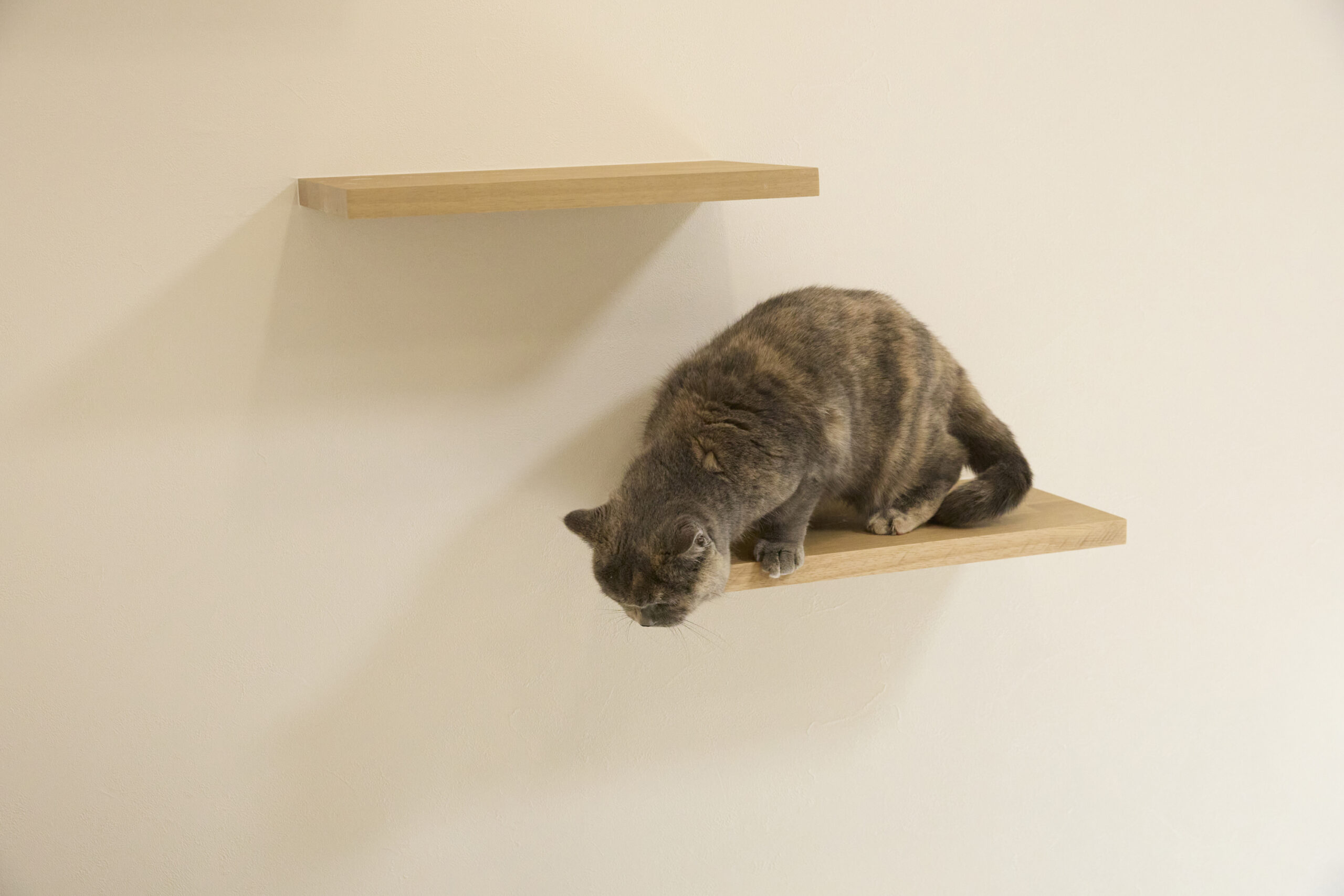 造作キャットウォーク施工例
