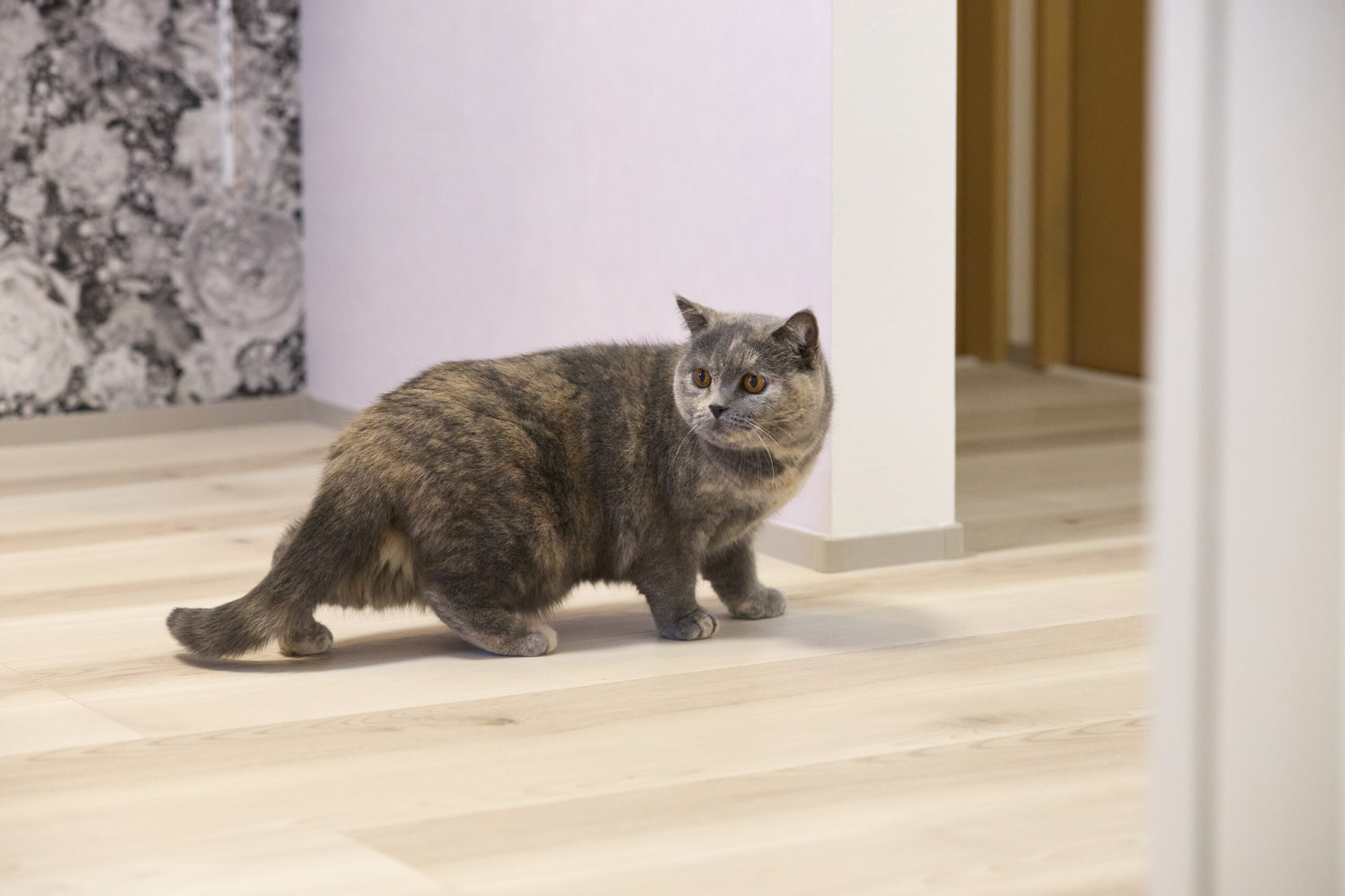 おしゃれなリビングで快適に過ごす猫